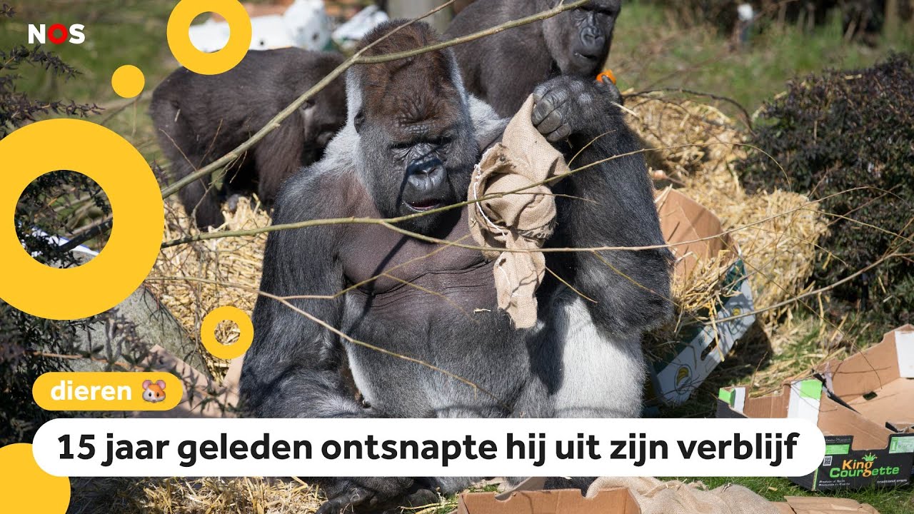 Wereldberoemde gorilla Bokito is jarig