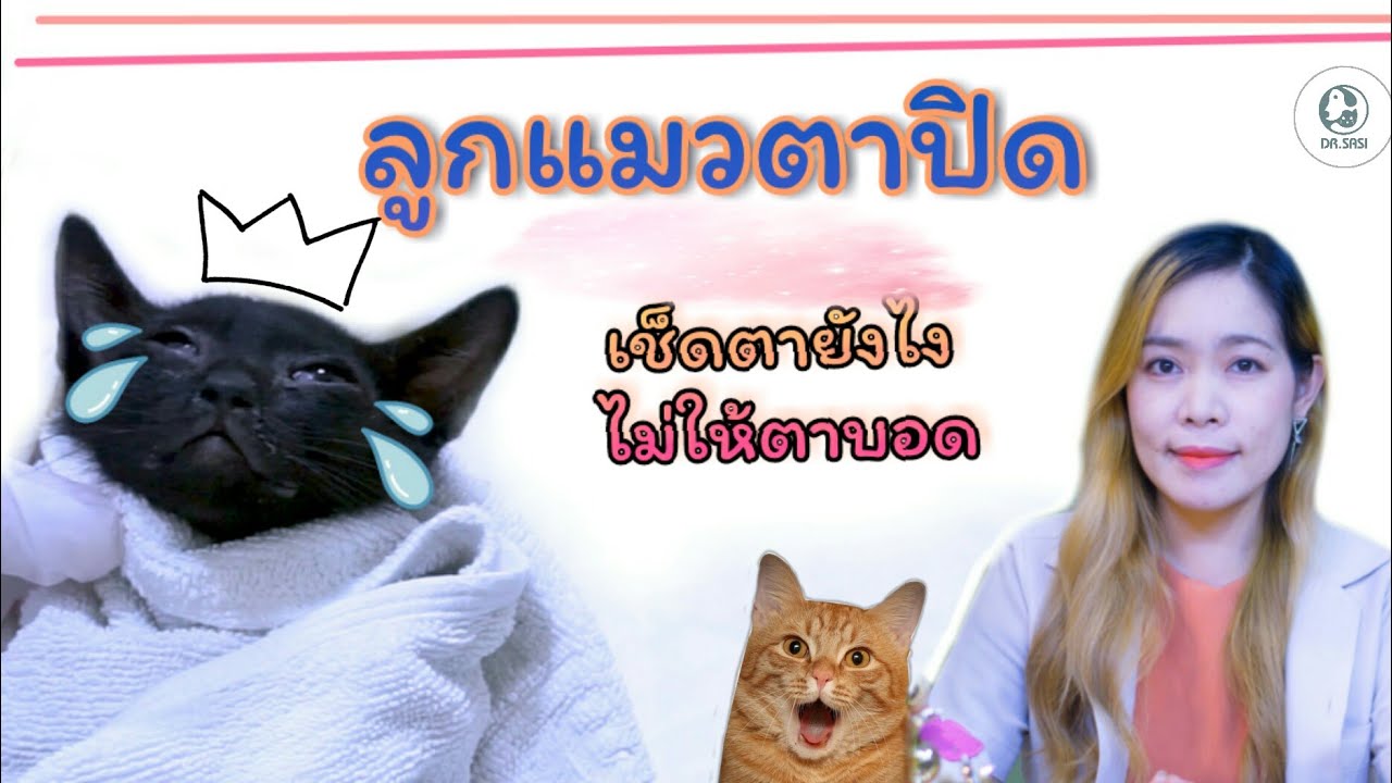 ลูกแมวตาเจ็บ จนตาปิด ดูแลยังไงดี