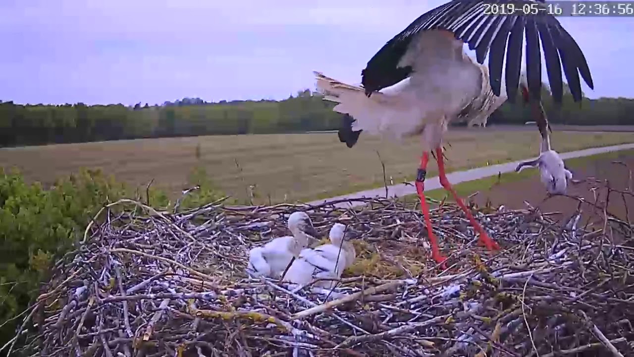 Storch wirft K&uuml;ken aus dem Nest