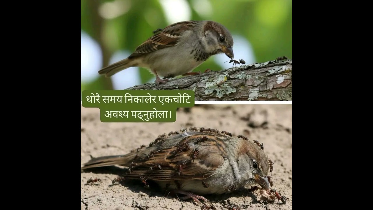 🎵 म नफर्किने बाटो | AI Generated Nepali Sad Song 💔#AISong #NepaliSadSong #BiyogantaGit#Heart
