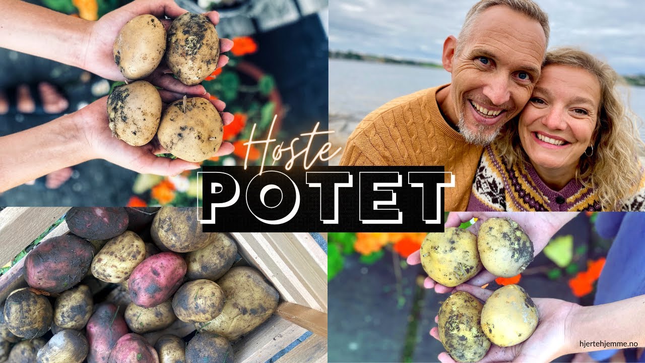 POTETER I KJØKKENHAGEN 🥔 Hvordan høste og lagre poteter? Tips til å dyrke poteter