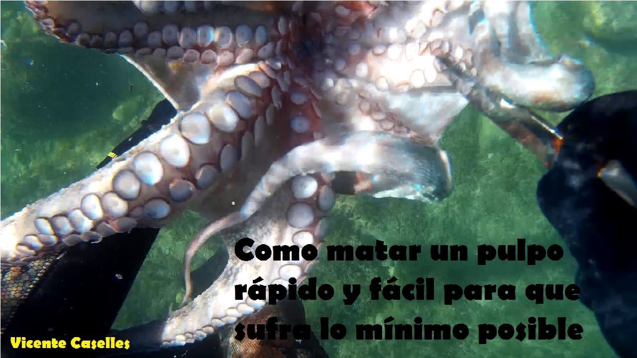 Como matar un pulpo rápido, fácil y con el menor sufrimiento posible