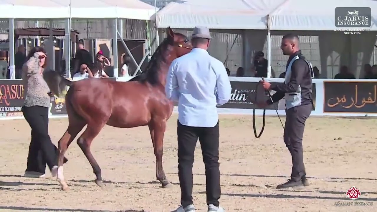 N.349 AHLAHEN - Manda Arabian Horse Show - Futurity Fillys 2024 B (Class 35)
