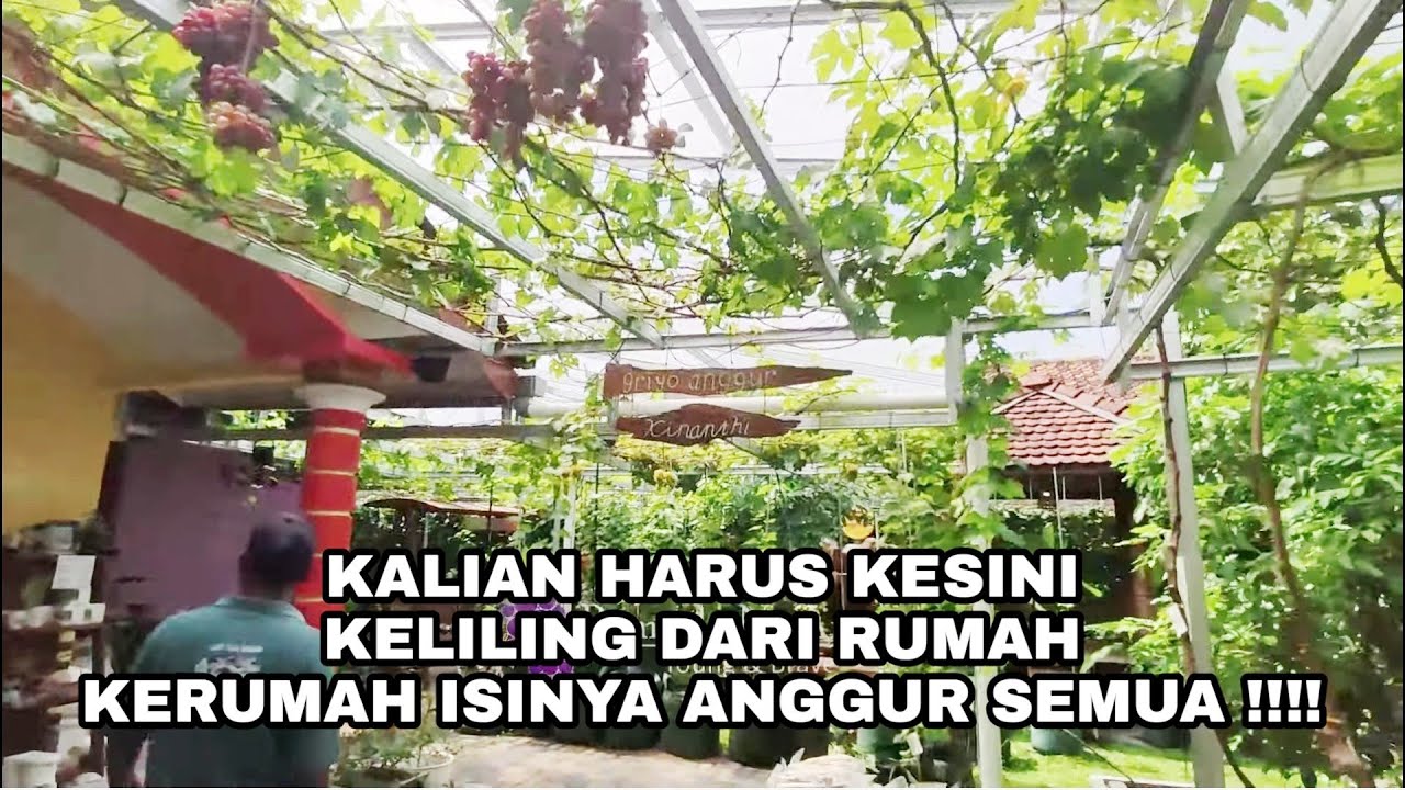 SATU HARI KELILING KAMPUNG ANGGUR BANTUL !!! EMANG MANTUL!!!!