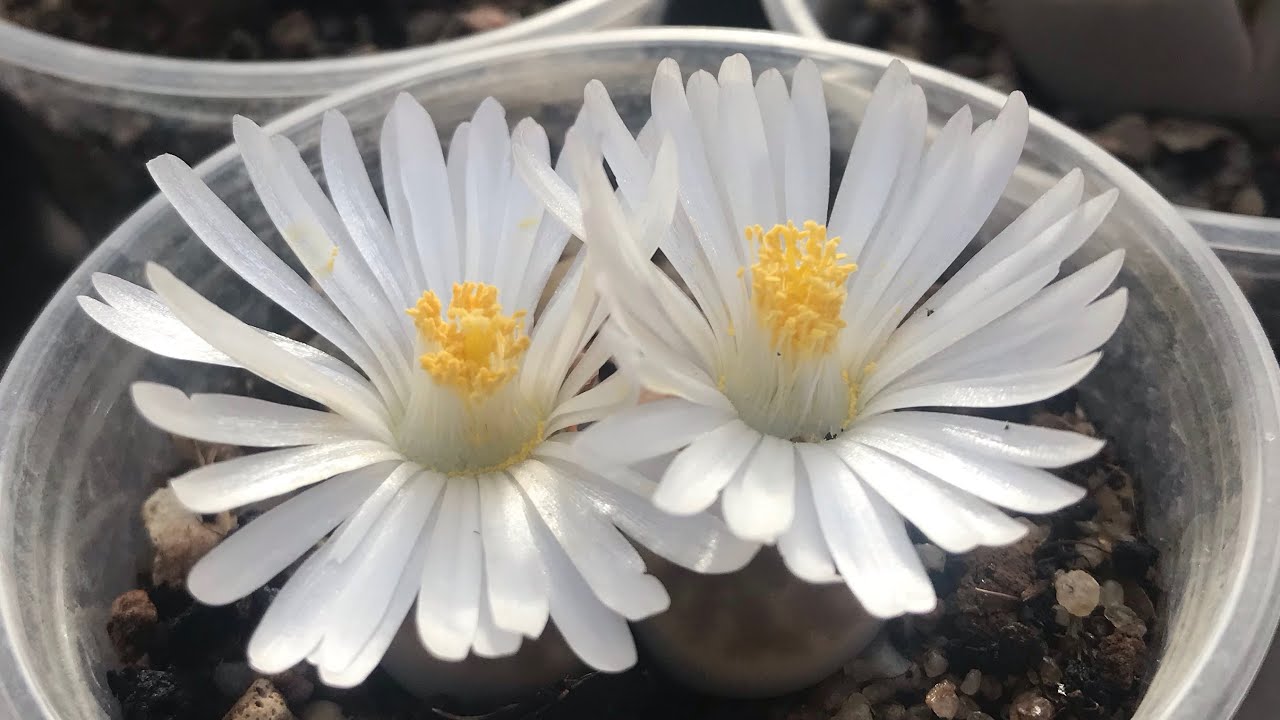 Как опылить Литопсы (Lithops) и получить семена. Размножение Литопсов.