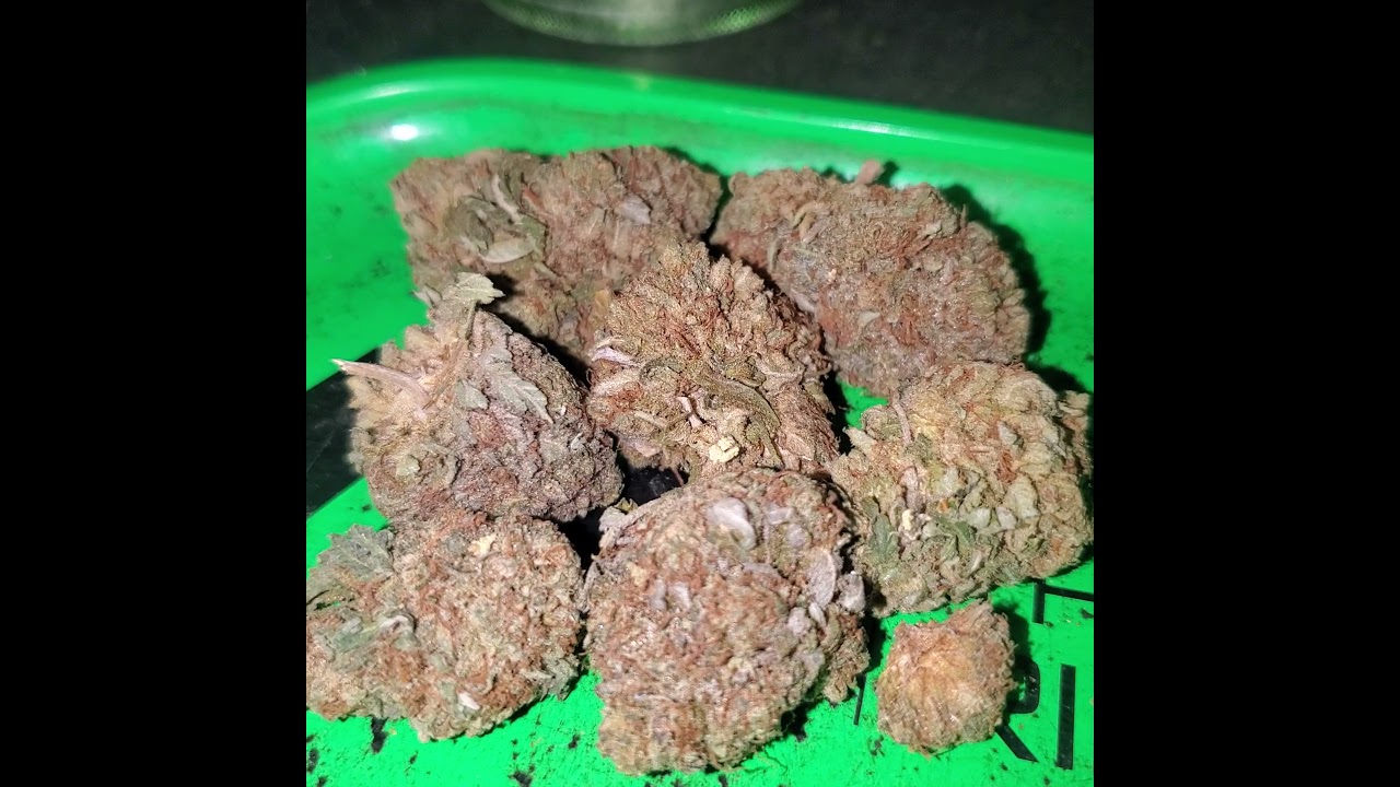 Purple Alien 👽 OG