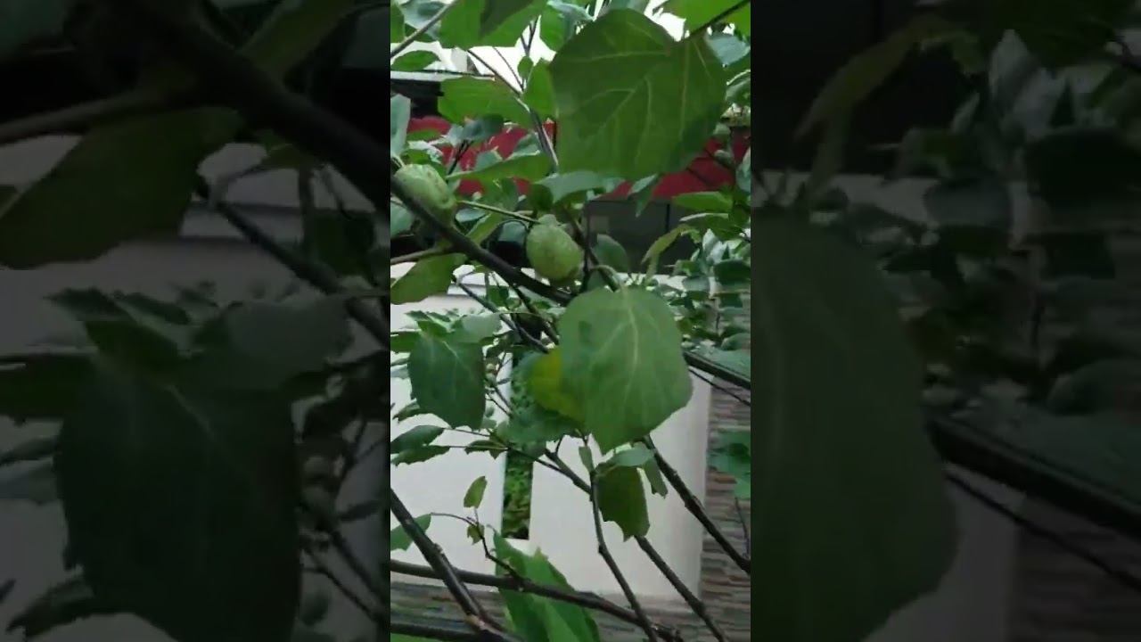 Pohon kecubung yang buahnya lebat