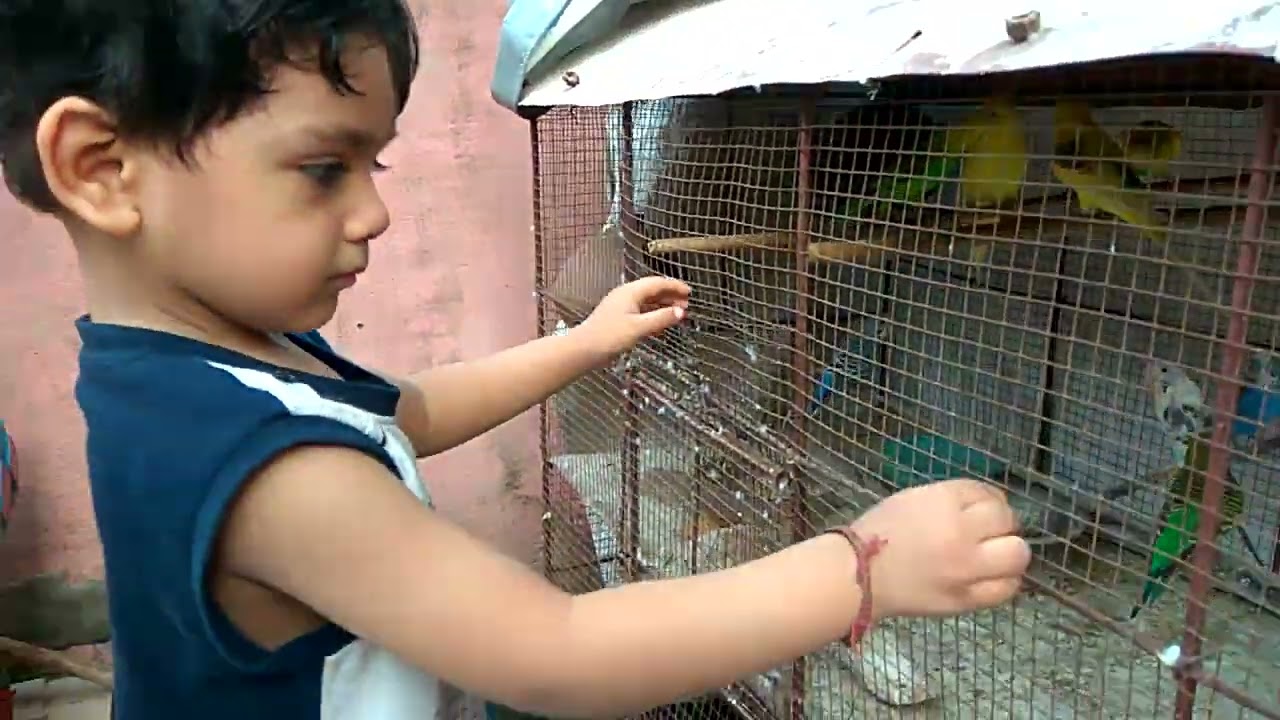 Farm House Aruha#newvideo #birds
