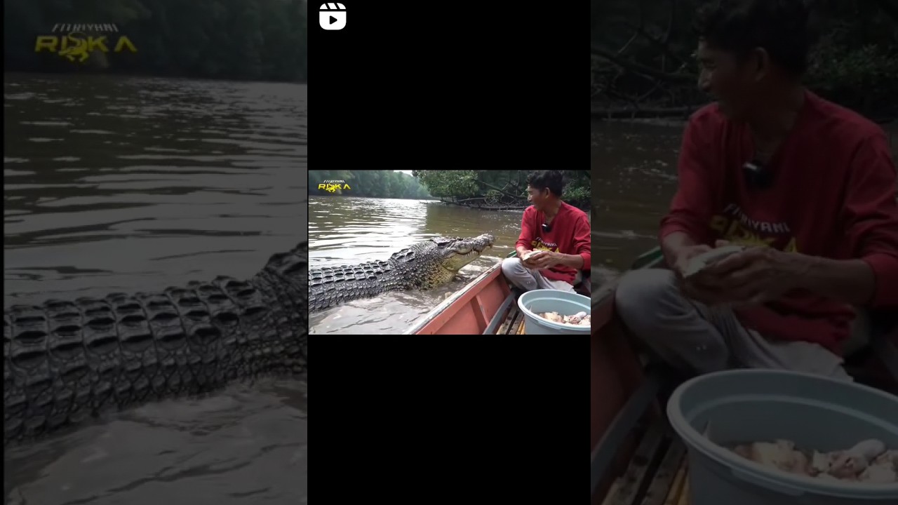 ambo menepuk tangan memanggil buaya riska 