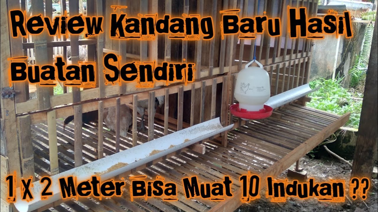 Contoh Kandang Indukan Ayam Kampung Jenis Pangggung. Rekomandasi untuk Lahan Sempit