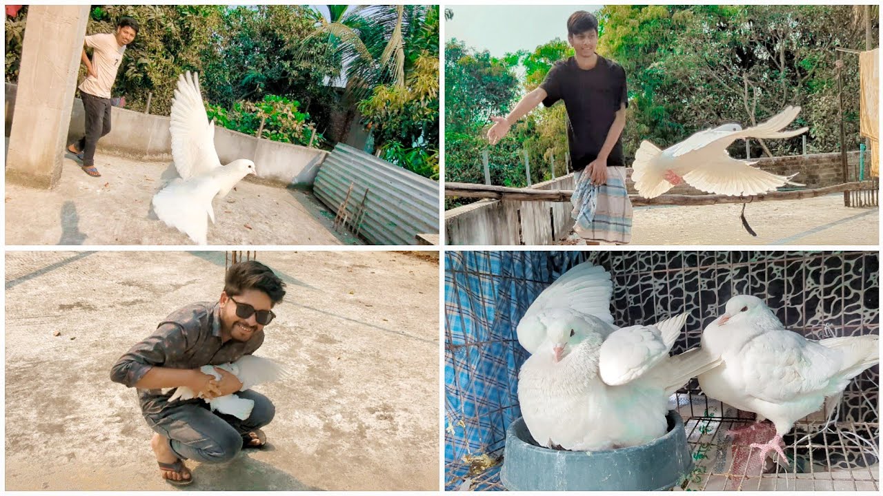 পালিয়ে গেছে আমার বন্ধুর কবুতর 🤯