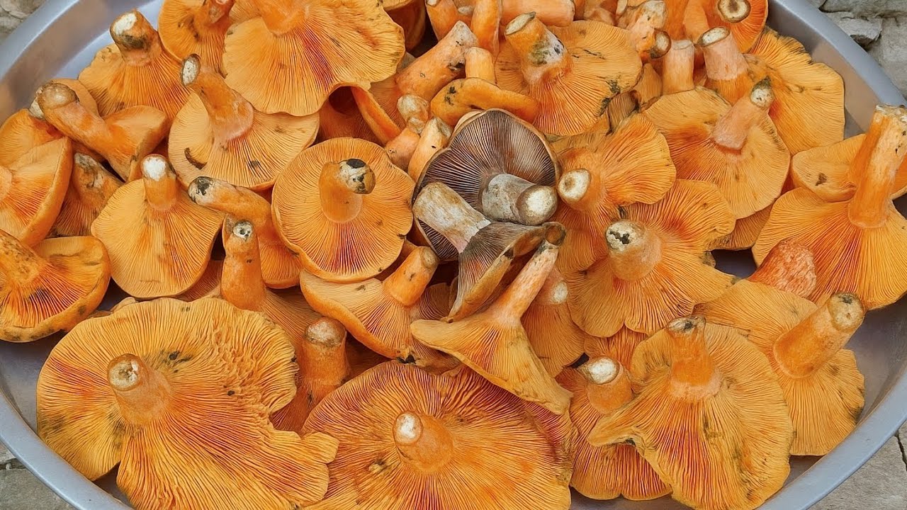 KANLICA ÇINTAR MANTARINI BU YÖNTEMLE YAPARSAN LOKUM GİBİ OLUR ET YEDİM DERSİN
