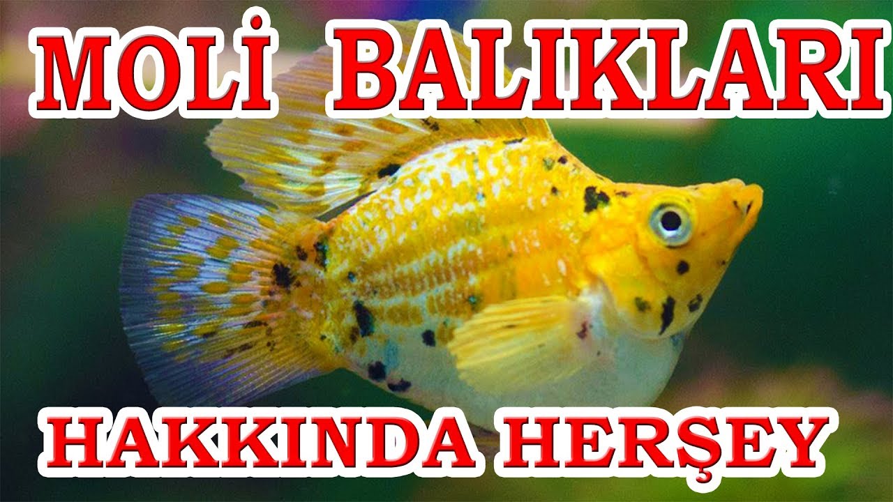 Moli Balıkları Hakkında Bilgiler - Balon Moli - Moli - cinsiyet ayrımı - moli üretimi -canlı doğuran