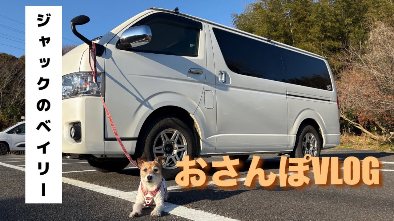 ジャックのベイリーおさんぽVLOG