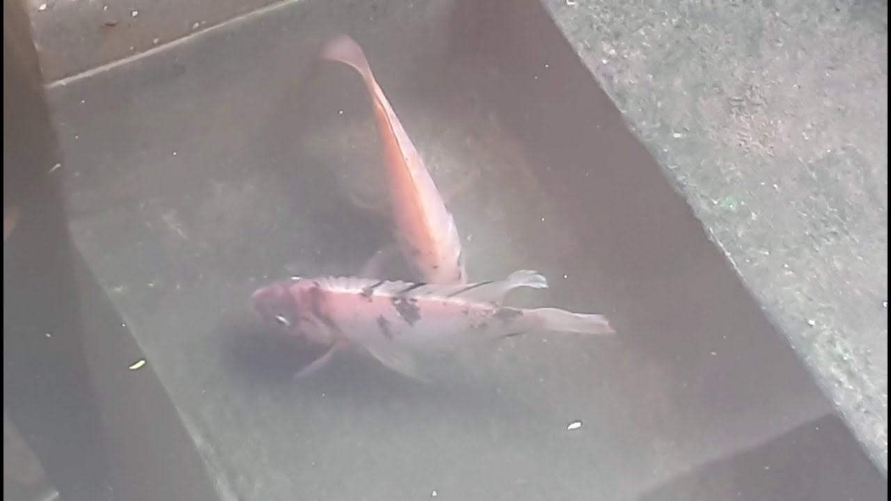 Como sacar crías de tilapia de un estanque pileta en casa.