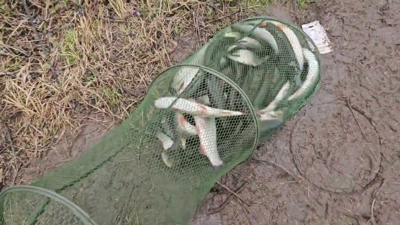 Скобари в голямата вода#reka #fishing #skobar
