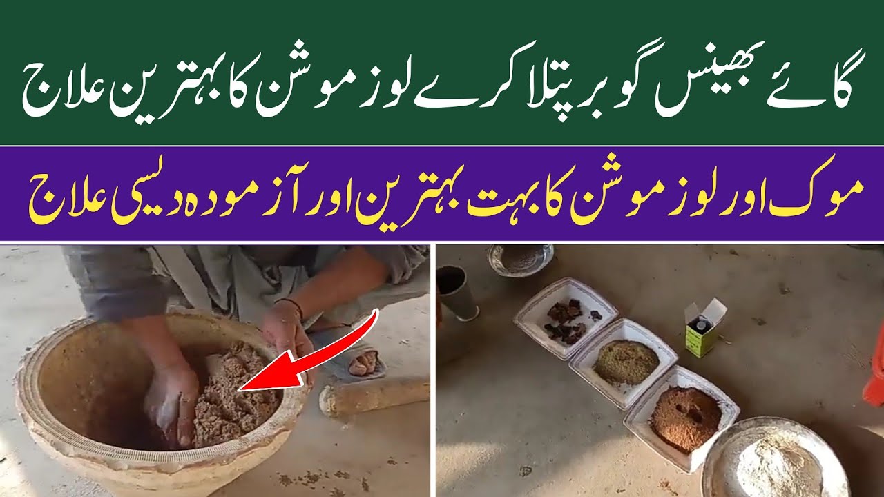 Motion In Cows and Buffalos | گائے بھینسوں میں موشن موک گوبر پتلا کا دیسی نسخہ
