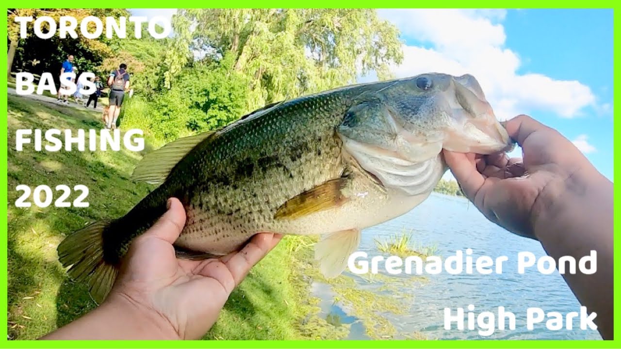 Catching a Monster Fish in a Pressured Toronto Pond - High Park, Grenadier Pond