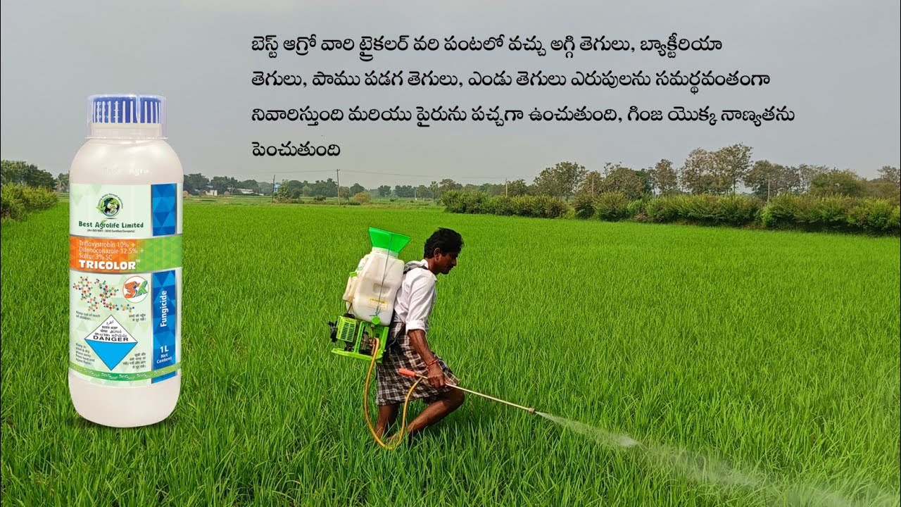 Best fungicide for paddy Crop | Best fungicide for all crops | pesticides | Agriculture | Tricolour