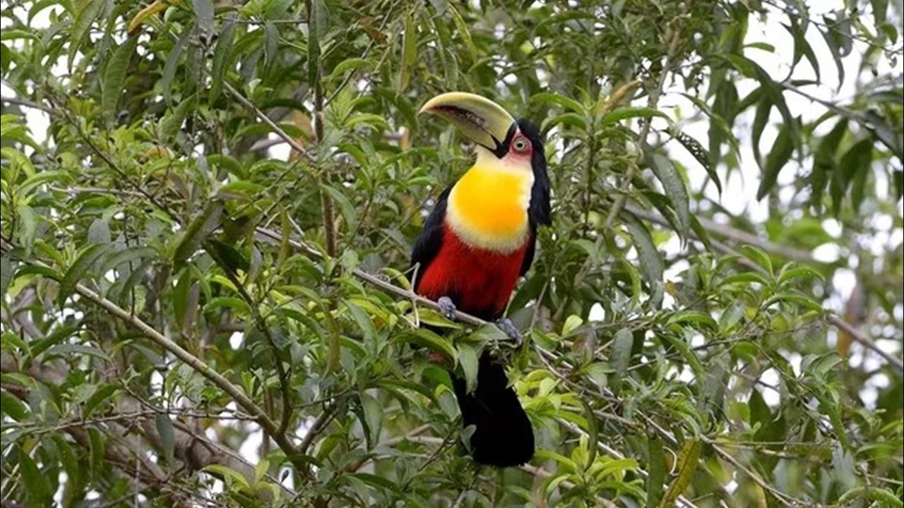 TUCANO DE BICO VERDE ~ JANEIRO 2026