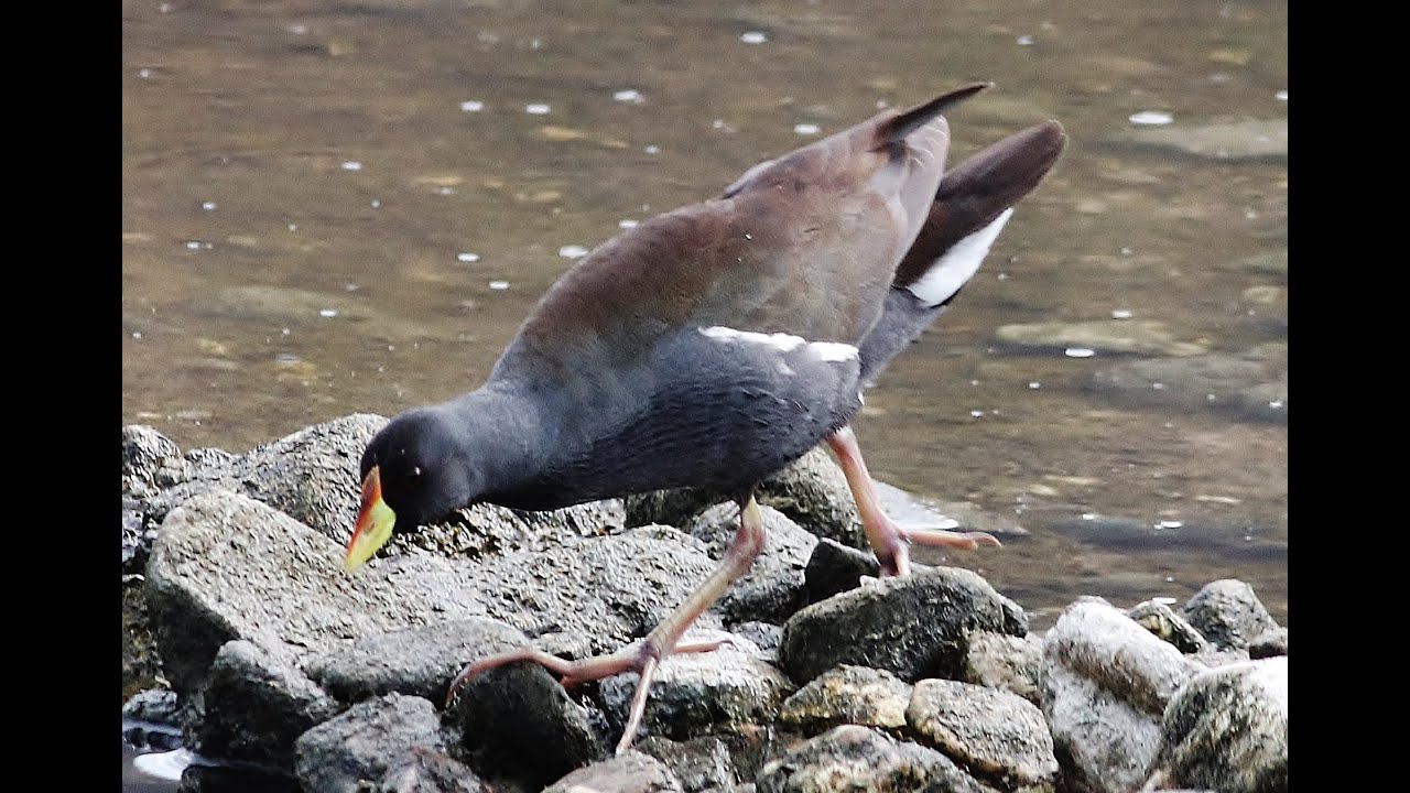 Lesser moorhen (Paragallinula angulata) - Μικρή νερόκοτα - Agita Varvara 11/4/2025 - Cyprus