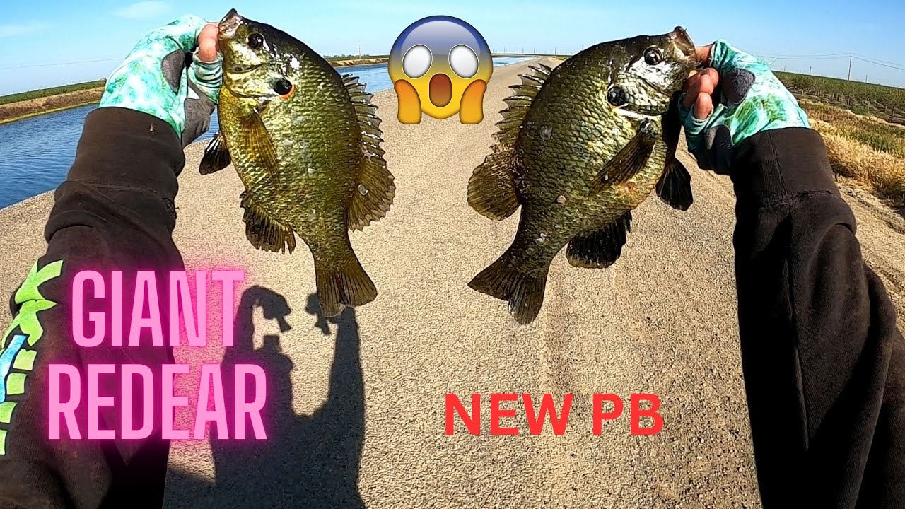 Рыбалка в канале Дельта-Мендота [гигантская рыба-луна]