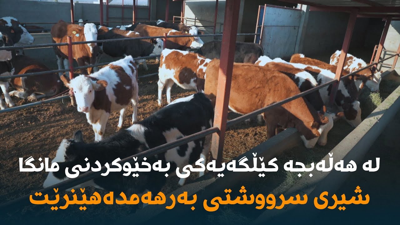لە هەڵەبجە کێڵگەیەکی بەخێوکردنی مانگا شیری سرووشتی بەرهەمدەهێنرێت