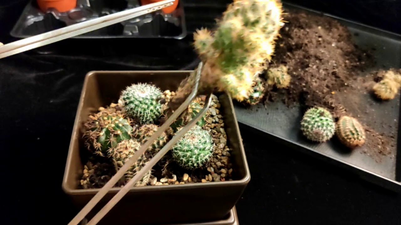 仙人掌繁殖 拔光就對了 | 多肉植物组合盆栽【Vinson Garden 講花經】