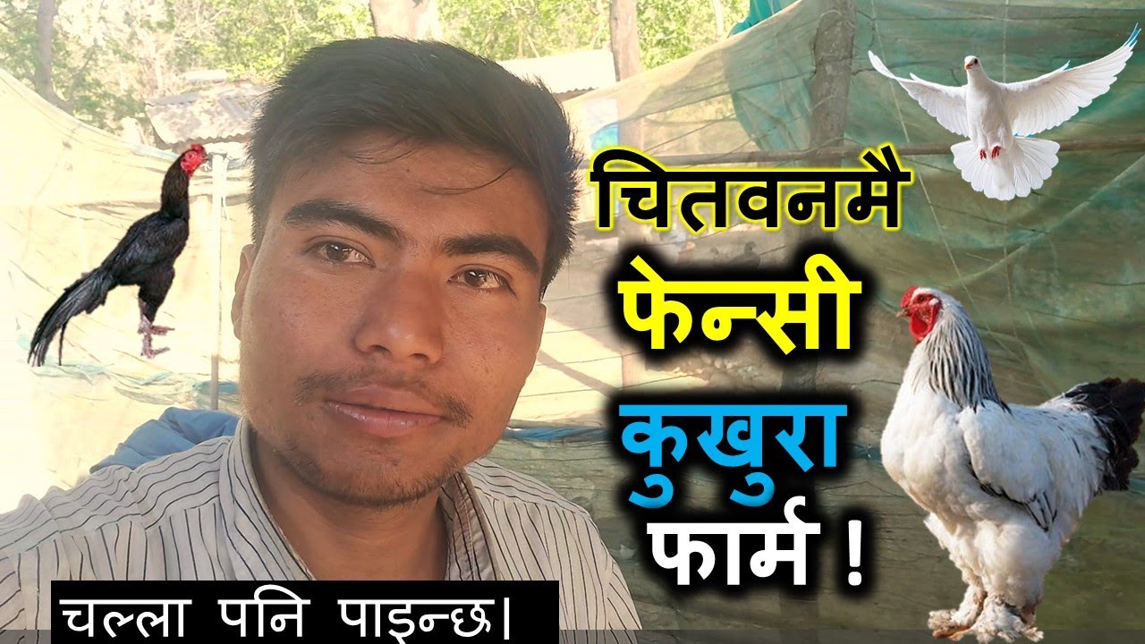 थरिथरिका फेन्सी कुखुरा II Fancy Birds NEPAL II सम्पर्क : 9704731432