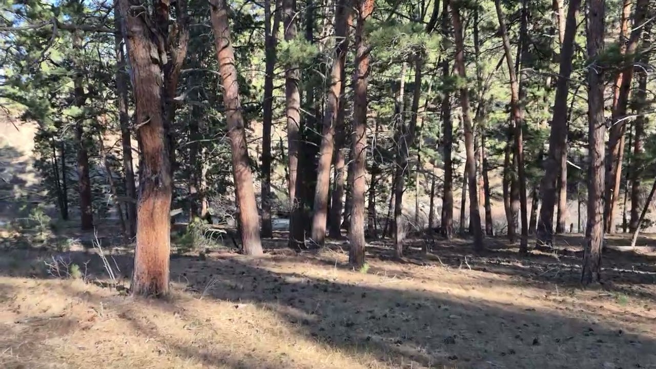 ASMR hike thru the trees to an icy creek: sounds of the crunchy pine needles on the forest floor.