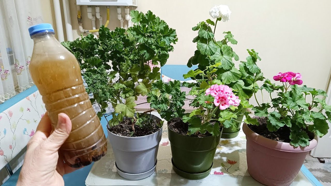 Sardunyalara bu kürü mutlaka verin 🤔 şimdi tam zamanı 👈 sardunya bakımı 🌸