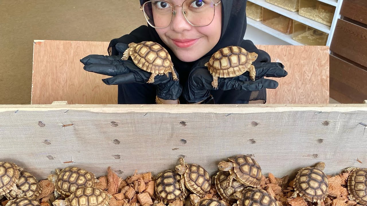 Unboxing 100 Baby Sulcata Tortoises ❤️