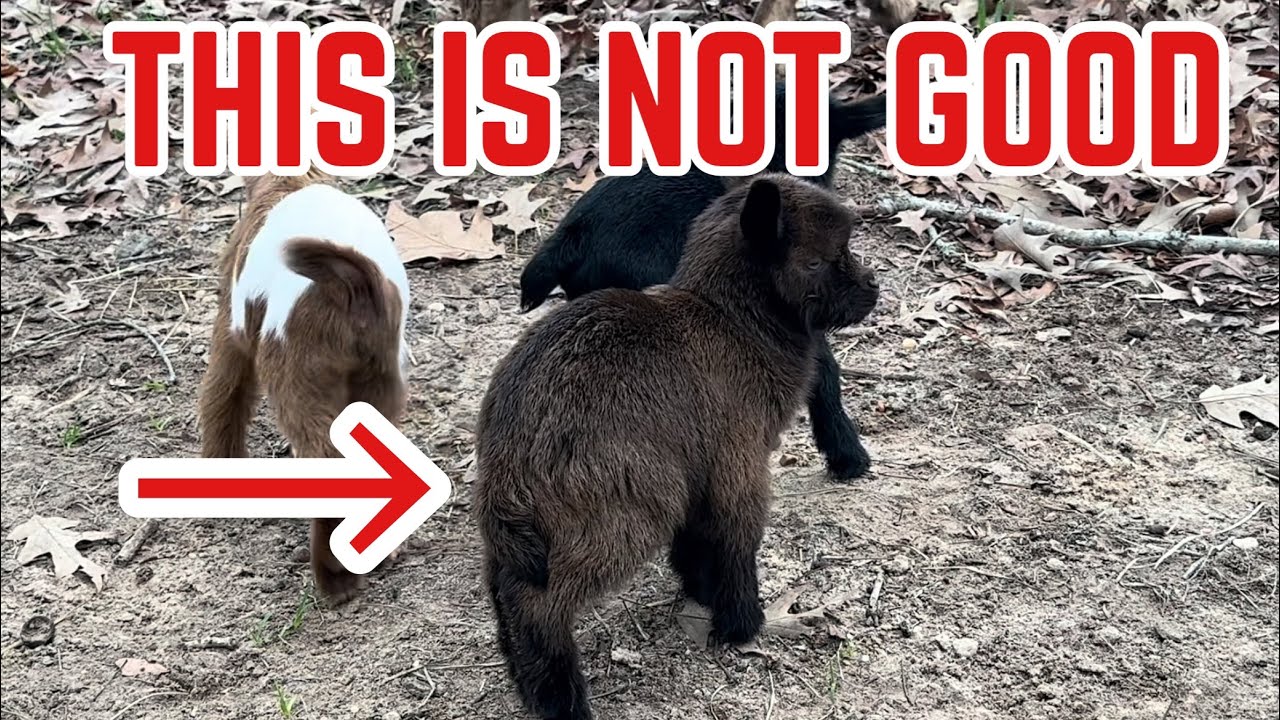 We’ve Got A Problem Brewing With Tilly’s Babies