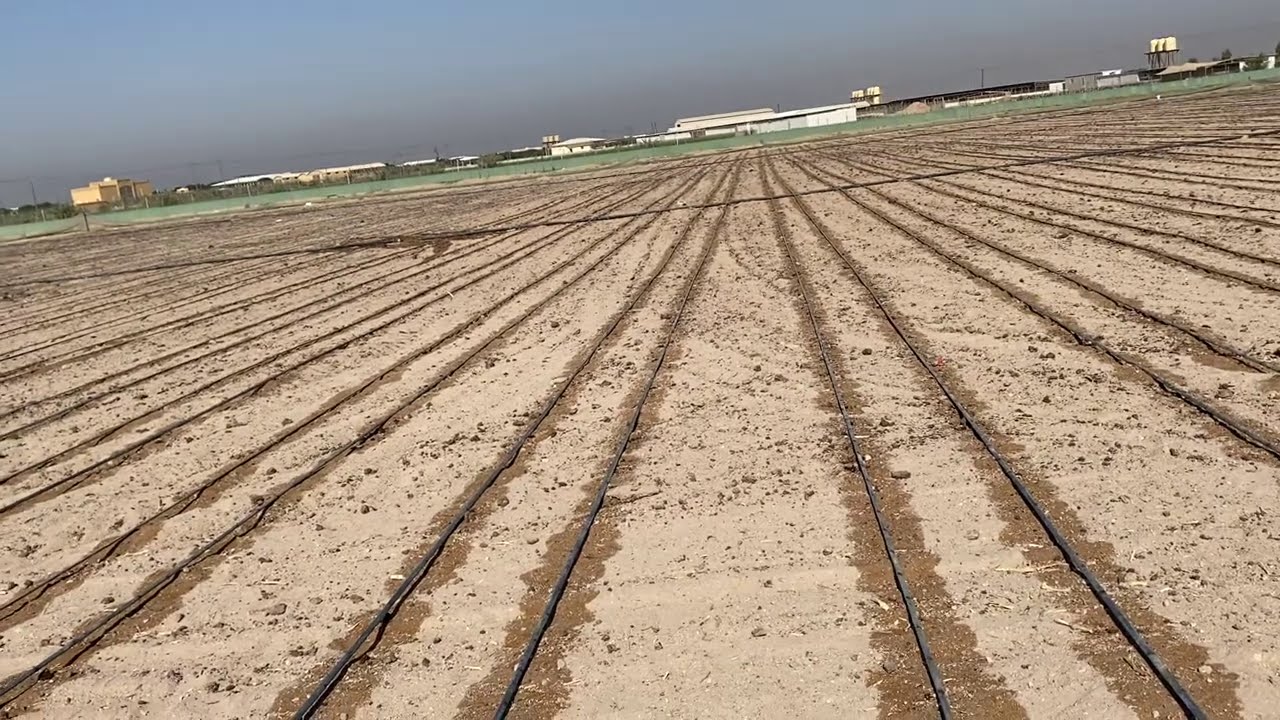 التجهيز لزراعة البطاطس  الشتوية موسم 2021 من الالف الى الياء