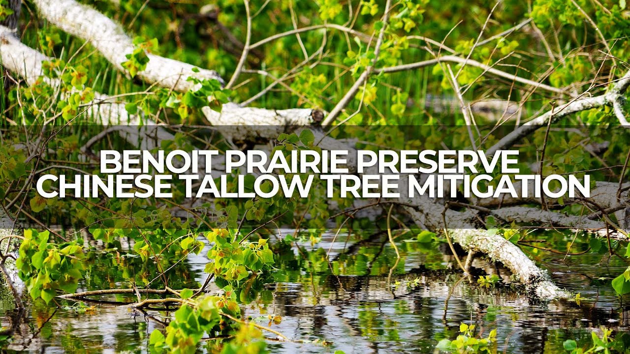 Benoit Prairie Preserve Invasive Chinese Tallow Tree Mitigation