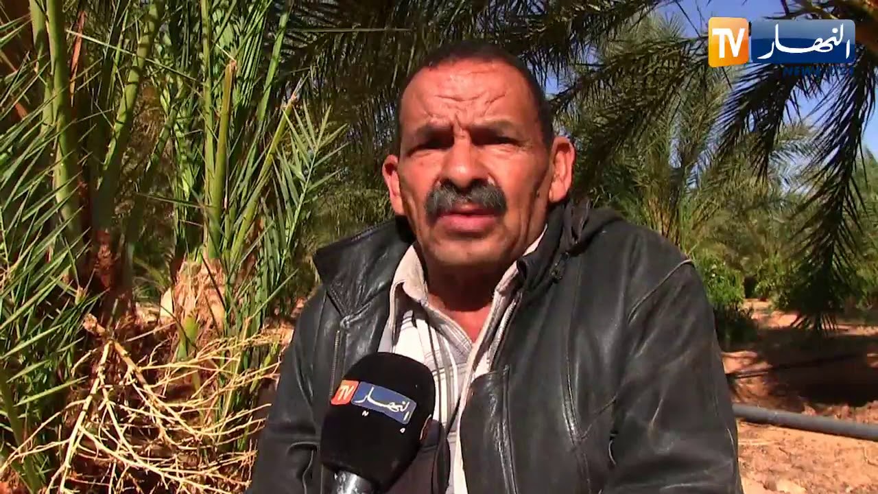 المنيعة: أحمد خدة الخبير في زراعة النخيل .. هكذا يتم التمييز بين نخيل التمر والذكار