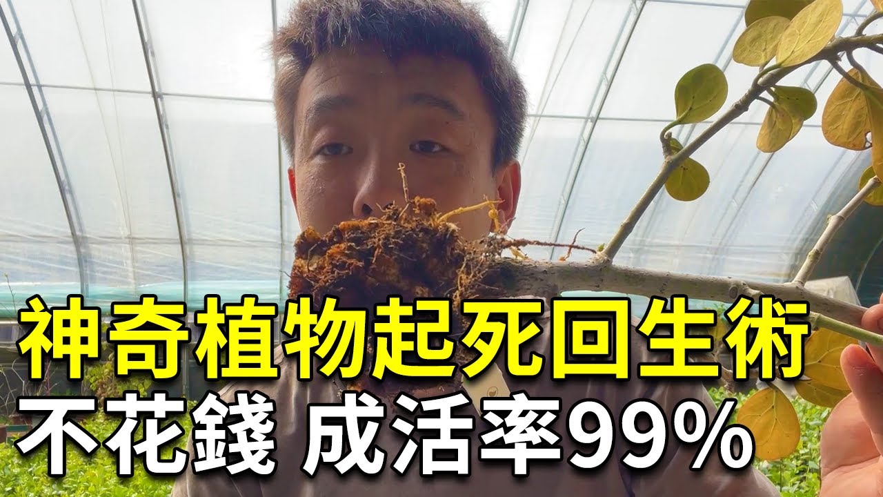 植物烂根快死了别急着扔，手把手带你救活它，保证起死回生！【禅艺绿植工作室】