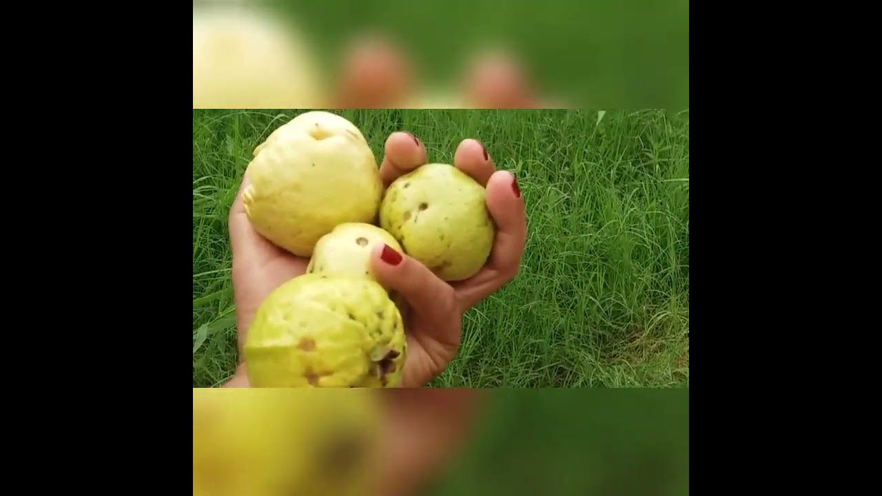 Veja o que esta dona de casa fez com somente 3 ingredientes /@vidacasaecozinha3051