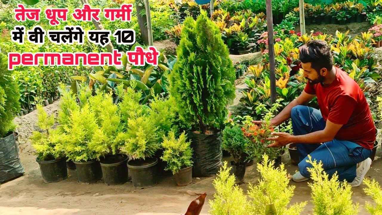 सालभर पूरी तेज धूप में चलने वाले 10 परमानेंट पौधे ।। नर्सरी से बिलकुल सस्ते में खरीदे ये पौधे