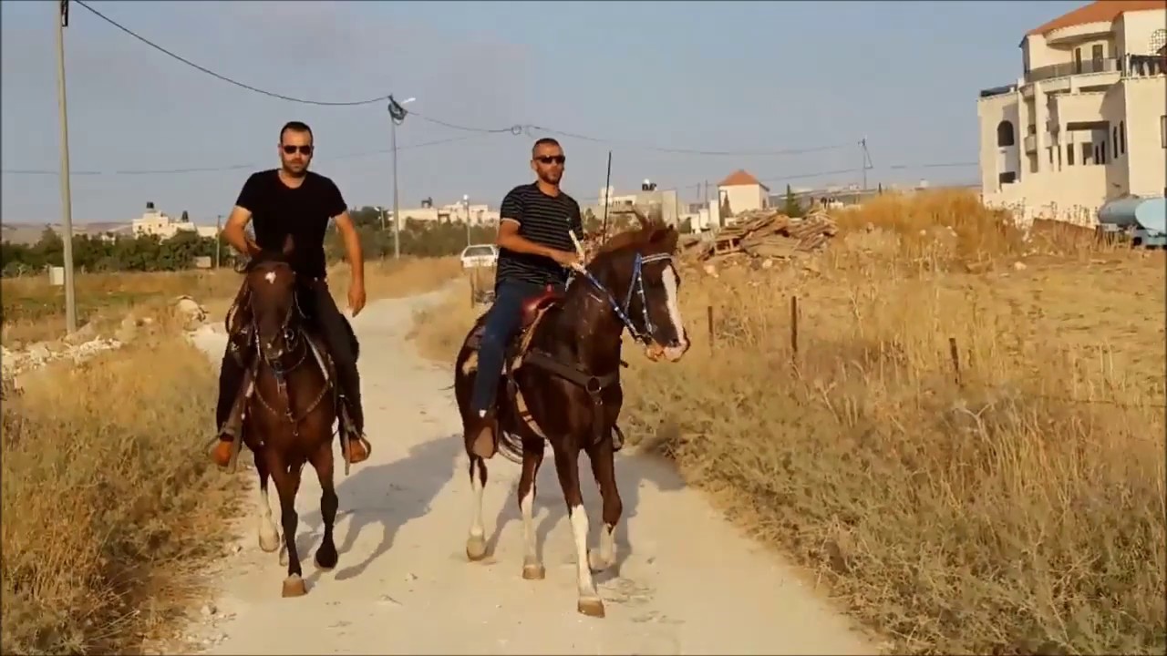 خيول خاراس
