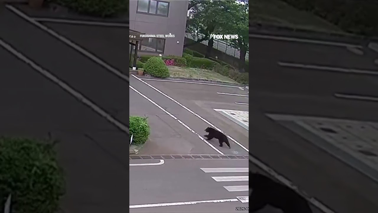 WATCH: Bear charges through factory parking lot chasing workers and injuring four people