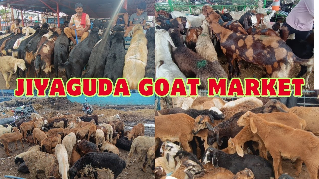 Jiyaguda Goat Market (Bakra Mandi) @ Hyderabad, Telangana India (Update 27-5-2025)