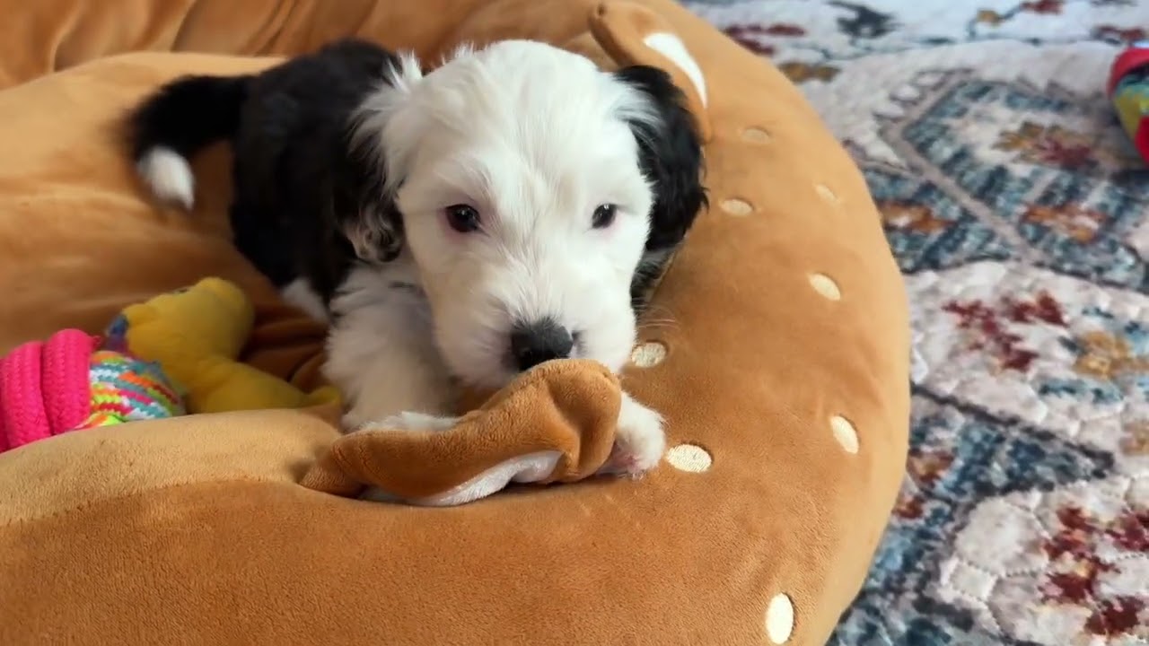 Ocoee River Doodles Movie Monday 2-2-2026 Izzy