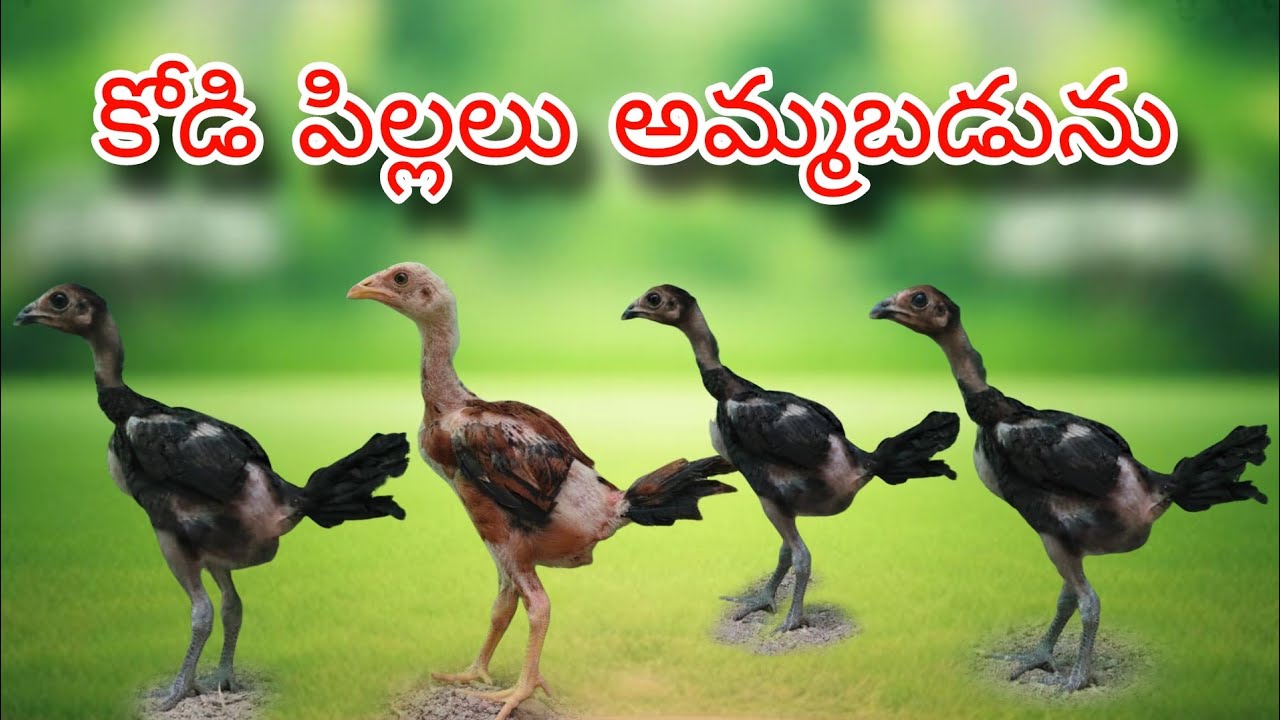 #KVR BREEDES#8712265855#bhimavaram chicks#peru cross chicks#chicks#patta punjulu#birds#chicken#viral