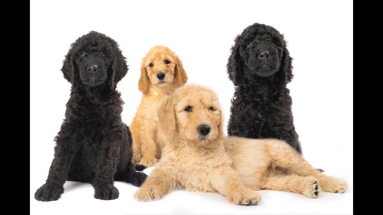 Großpudel Welpen im Abgabealter mit Mama und Bruder uschi.kasbauer@welpenvermittlung-hunde.at