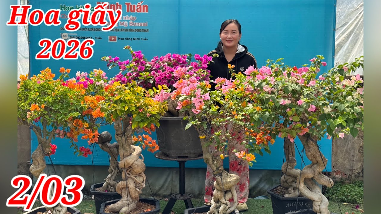 2/03:Gl hoa giấy ghép gốc bonsai bao ship giá mềm,siêu hoa,lá vàng,cẩm thạch,...