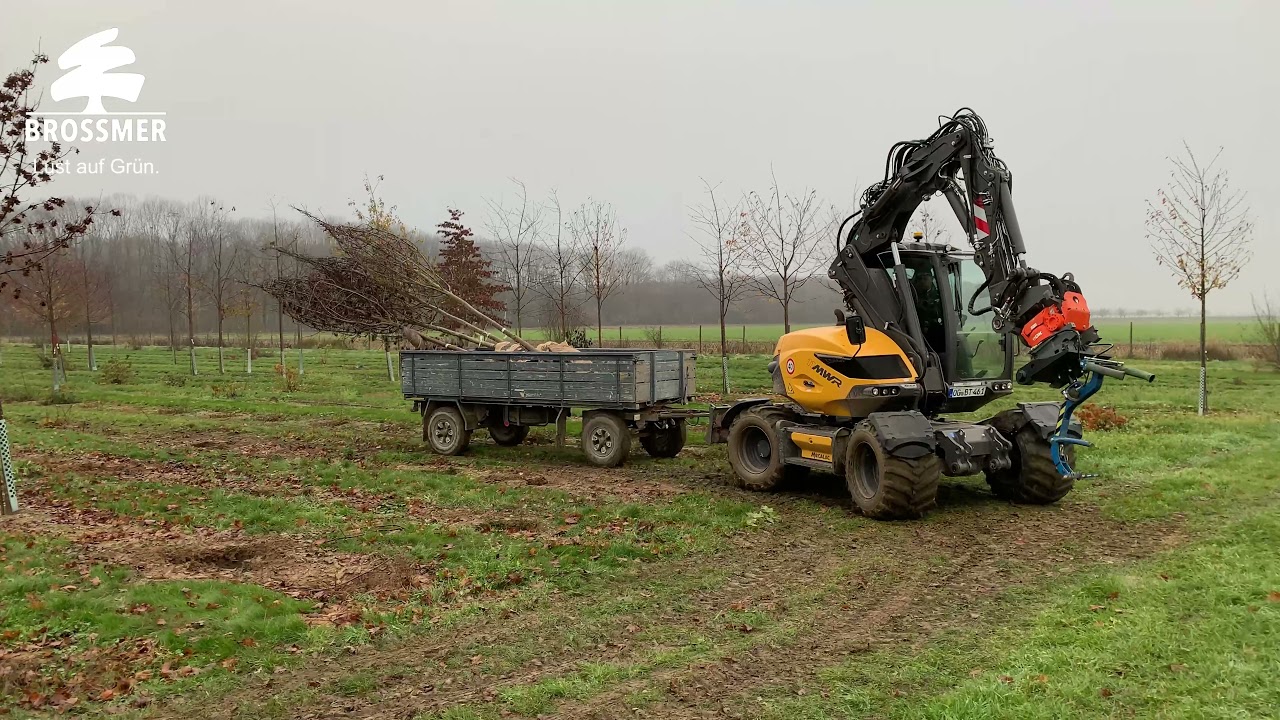 Mecalac 11 MWR - Bäume verladen in der Baumschule