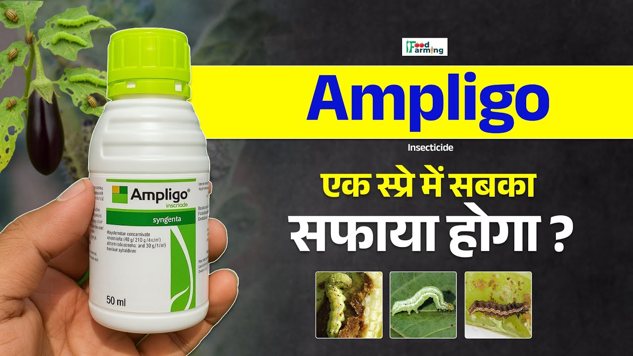 Ampligo Insecticide |Syengenta Ampligo |ampligo kitnashak | #Ampligo #syngenta_Ampligo #Insecticide