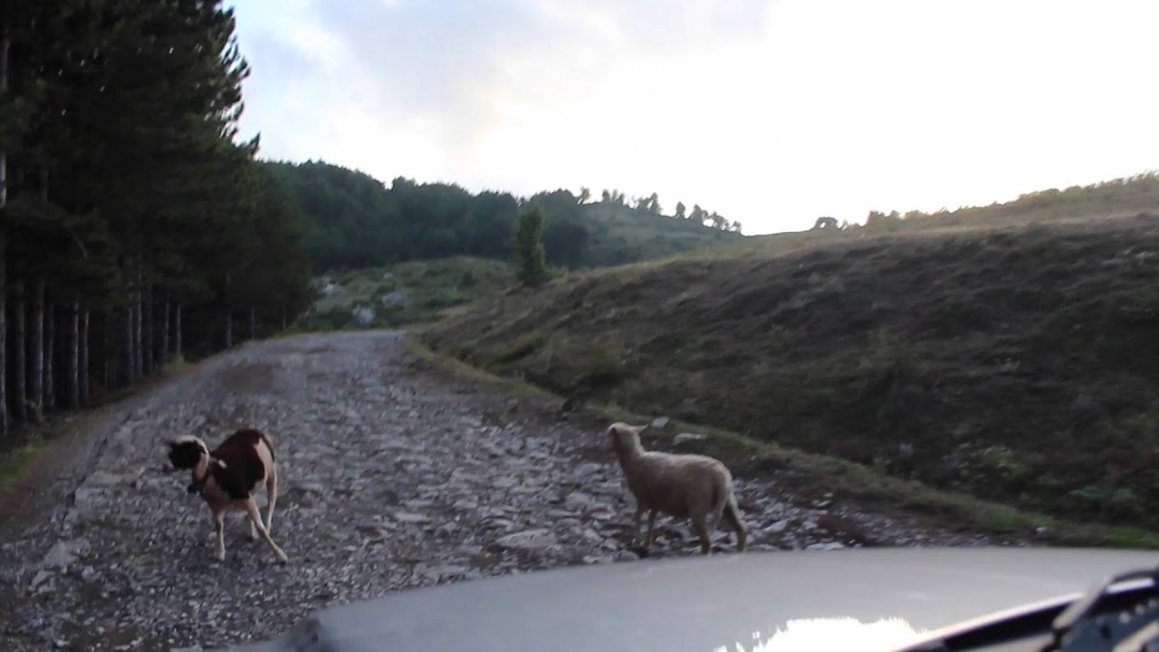 Guri Bardhe Burrel Albania