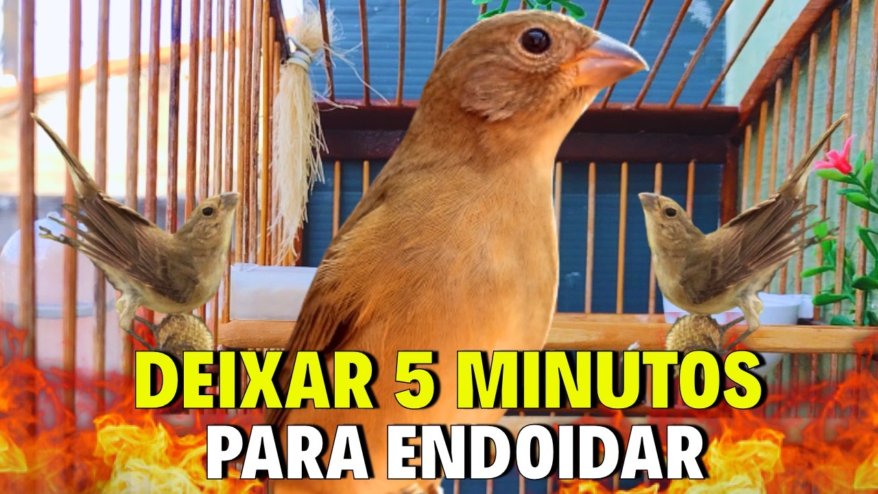 piado de fêmea de papa capim vai deixar seu papa capim cantando